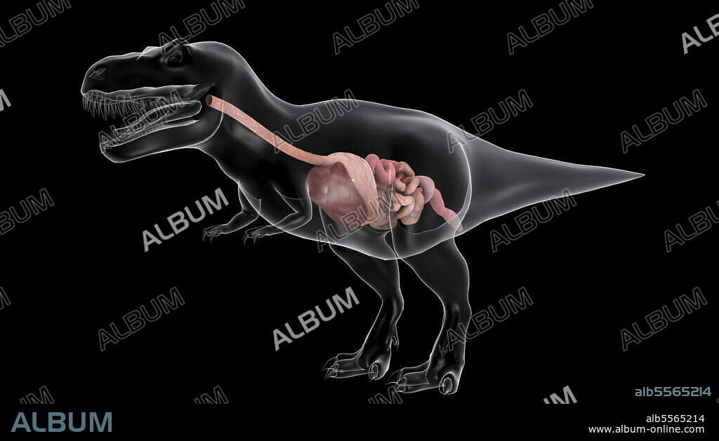 Digestive system of Tyrannosaurus rex, side view.