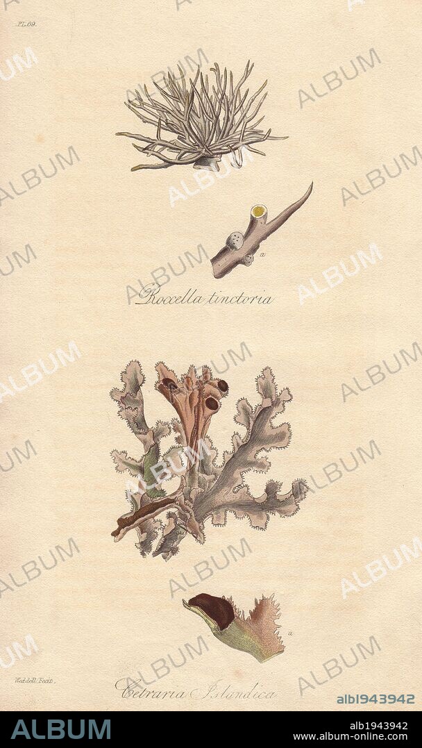 Roccella tinctoria, and Iceland moss, Cetraria islandica. Handcoloured botanical illustration drawn and engraved on steel by Weddell from John Stephenson and James Morss Churchill's "Medical Botany: or Illustrations and descriptions of the medicinal plants of the London, Edinburgh, and Dublin pharmacopœias," John Churchill, London, 1831.
