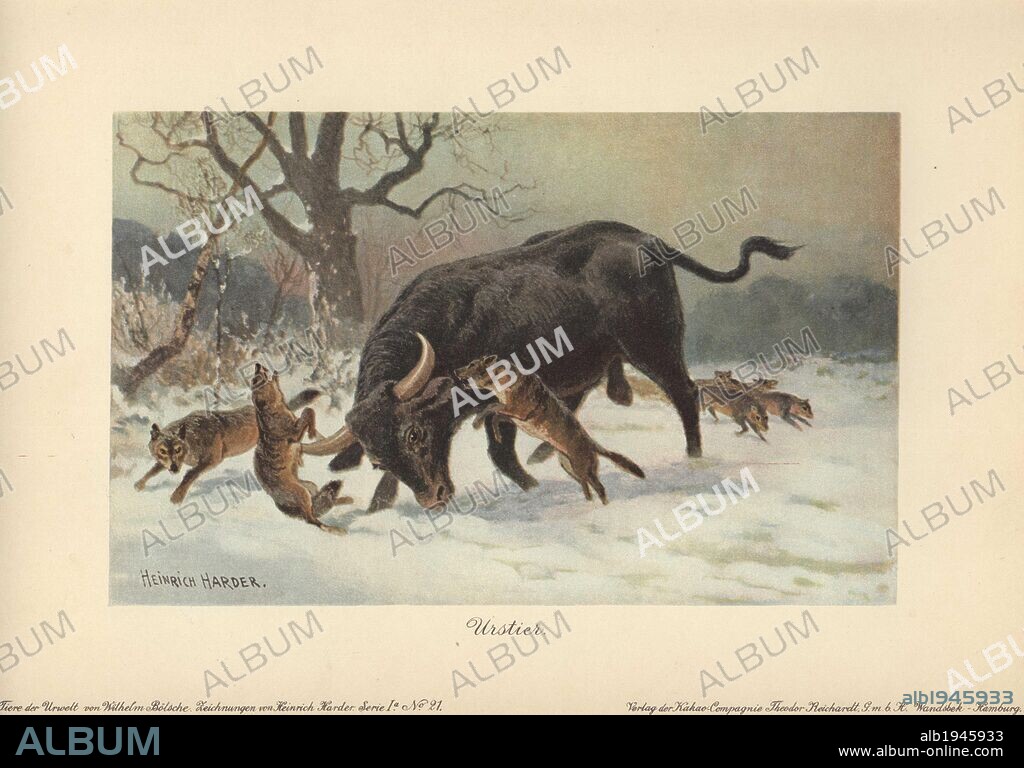 A long-horned European wild ox attacked by wolves. The aurochs or urus (Bos primigenius), the ancestor of domestic cattle, was a type of wild cattle which inhabited Europe, Asia and North Africa. Extinct.. . Colour printed illustration by Heinrich Harder from "Tiere der Urwelt" Animals of the Prehistoric World, 1916, Hamburg. Heinrich Harder (1858-1935) was a German landscape artist and book illustrator. From a series of prehistoric creature cards published by the Reichardt Cocoa company. Natural historian Wilhelm Bolsche wrote the descriptive text.