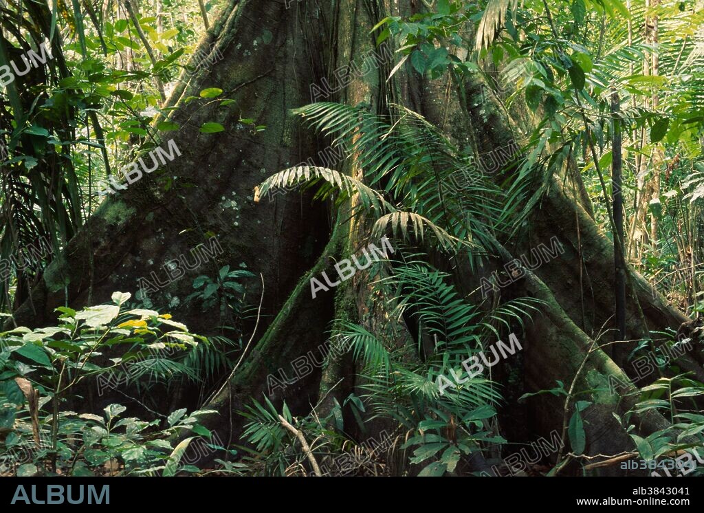 Rainforest tree buttress roots