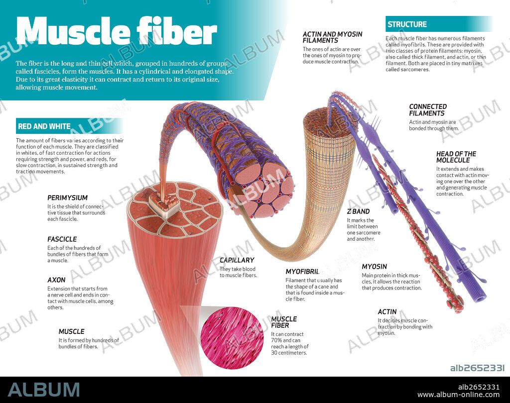 Fibra muscular. Infografía de la fibra muscular, célula larga y fina que, agrupada en centenares de grupos llamados fascículos, constituye los músculos.
