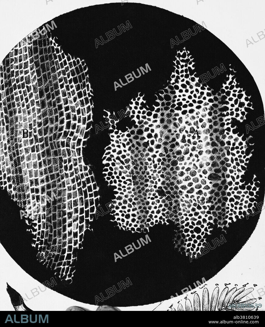 Drawing of cork seen under a microscope; the first picture showing "cells" in a biological specimen, named as such by Robert Hooke. He prepared the specimen by making thin slices with a razor blade, and thus he invented the technique of sectioning; the discovery was described to the Royal Society of London on 13th April 1663. This figure first appeared in his book called "Micrographia"; this contains some of the most beautiful drawings of microscope observations ever made.
