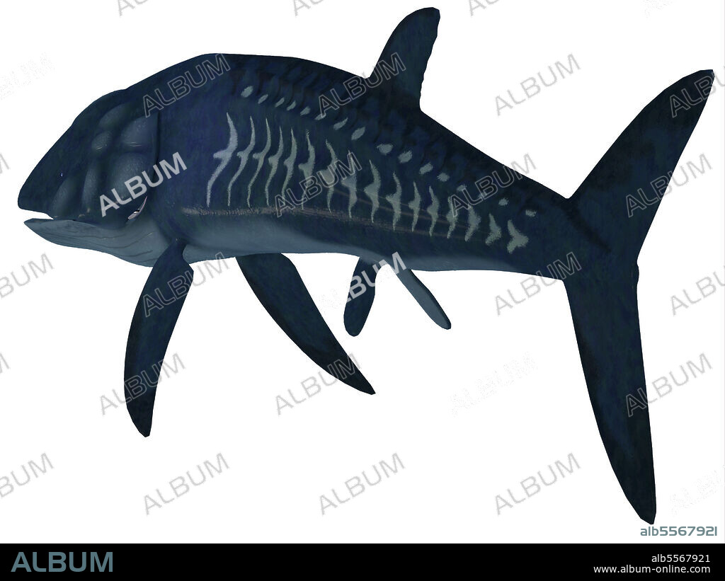 Leedsichthys fish, white background. Leedsichthys was an enormous marine fish that was a carnivore in the seas of the Jurassic Period.