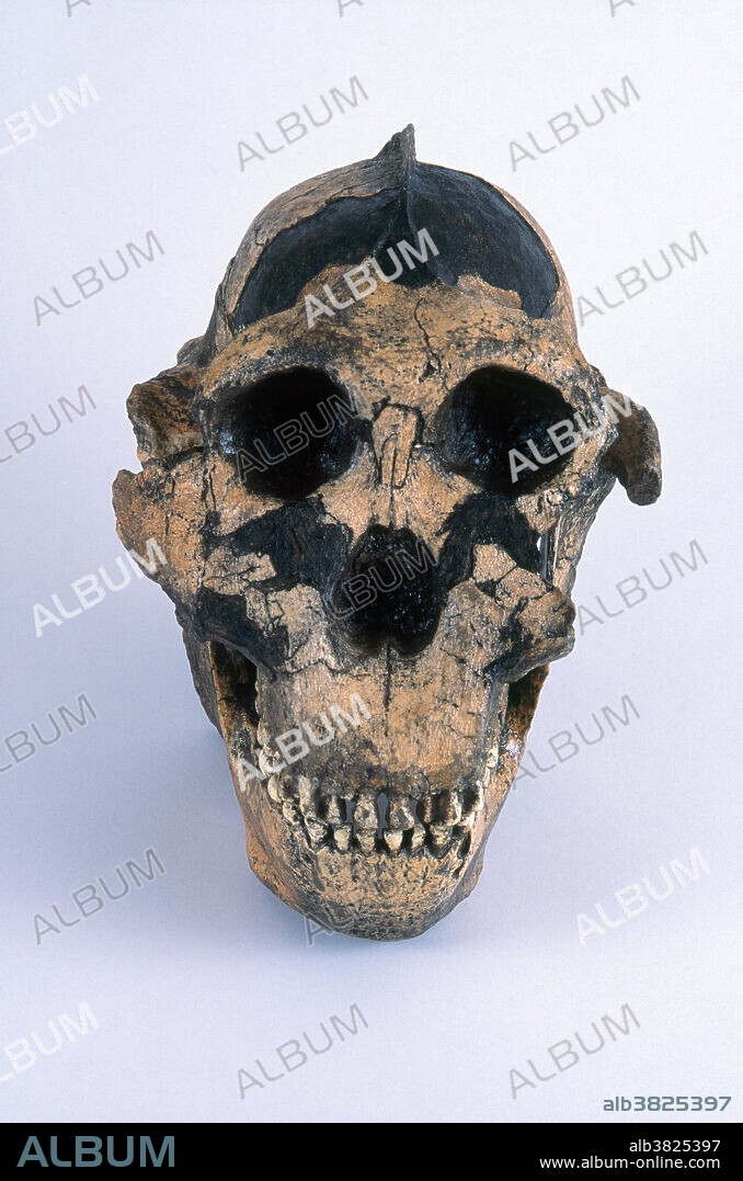 Resin cast of Paranthropus boisei (originally called Zinjanthropus boisei and then Australopithecus boisei), known as Nutcracker Man, a hominid that lived in Africa around 1.75 million years ago. It was found by Mary Leakey in the Olduvai Gorge, Tanzania, in 1959.