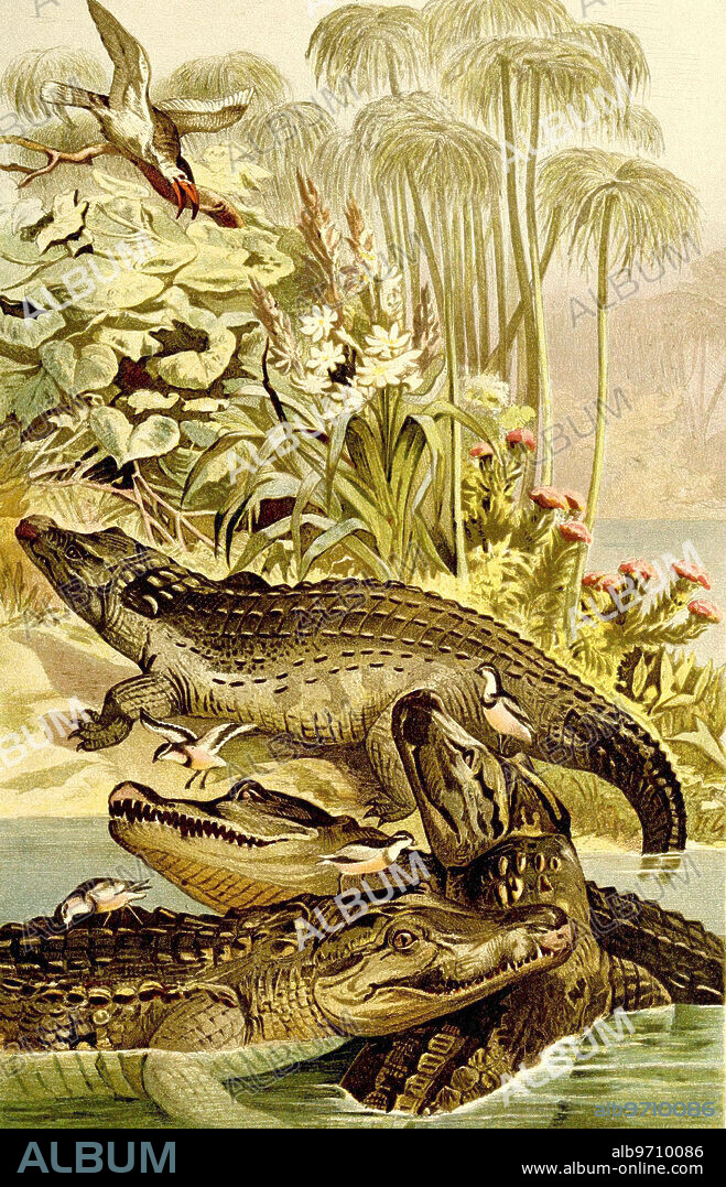 Reptiles, Nile crocodile, Crocodylus niloticus is a species of crocodile, Crocodylia from the family of true crocodiles, Historical, digitally restored reproduction from an original from the 19th century.