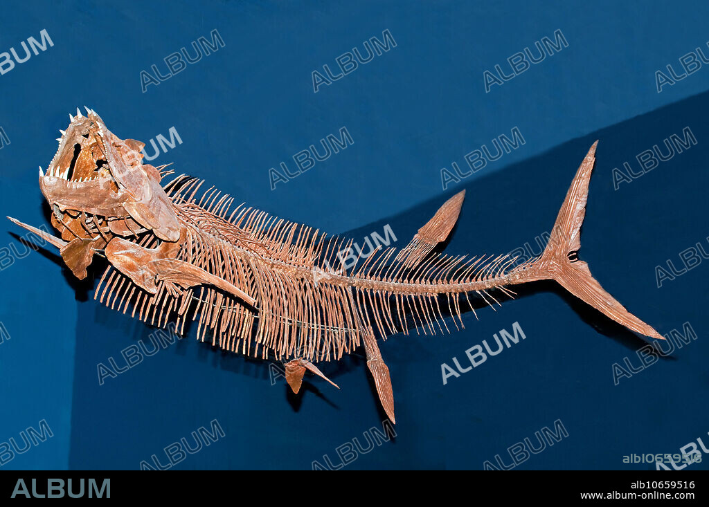 Xiphactinus Audax Fish Fossil