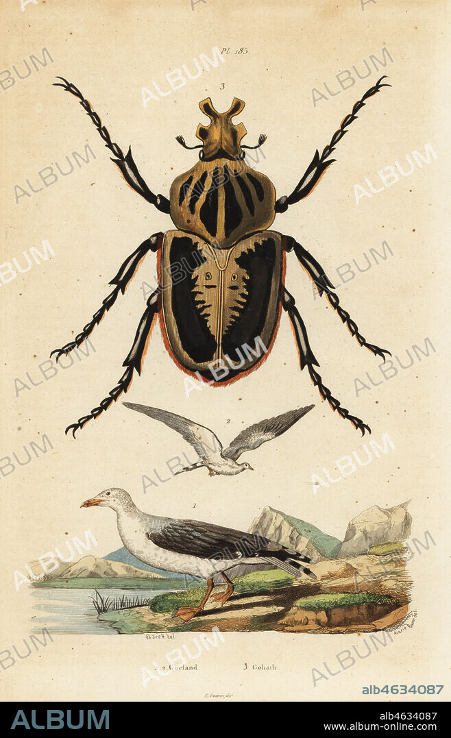 Goliath beetle, Goliathus goliatus 1 and common gull, Larus canus 2. Handcoloured steel engraving by Pedretti after an illustration by A. Carie Baron from Felix-Edouard Guerin-Meneville's Dictionnaire Pittoresque d'Histoire Naturelle (Picturesque Dictionary of Natural History), Paris, 1834-39.