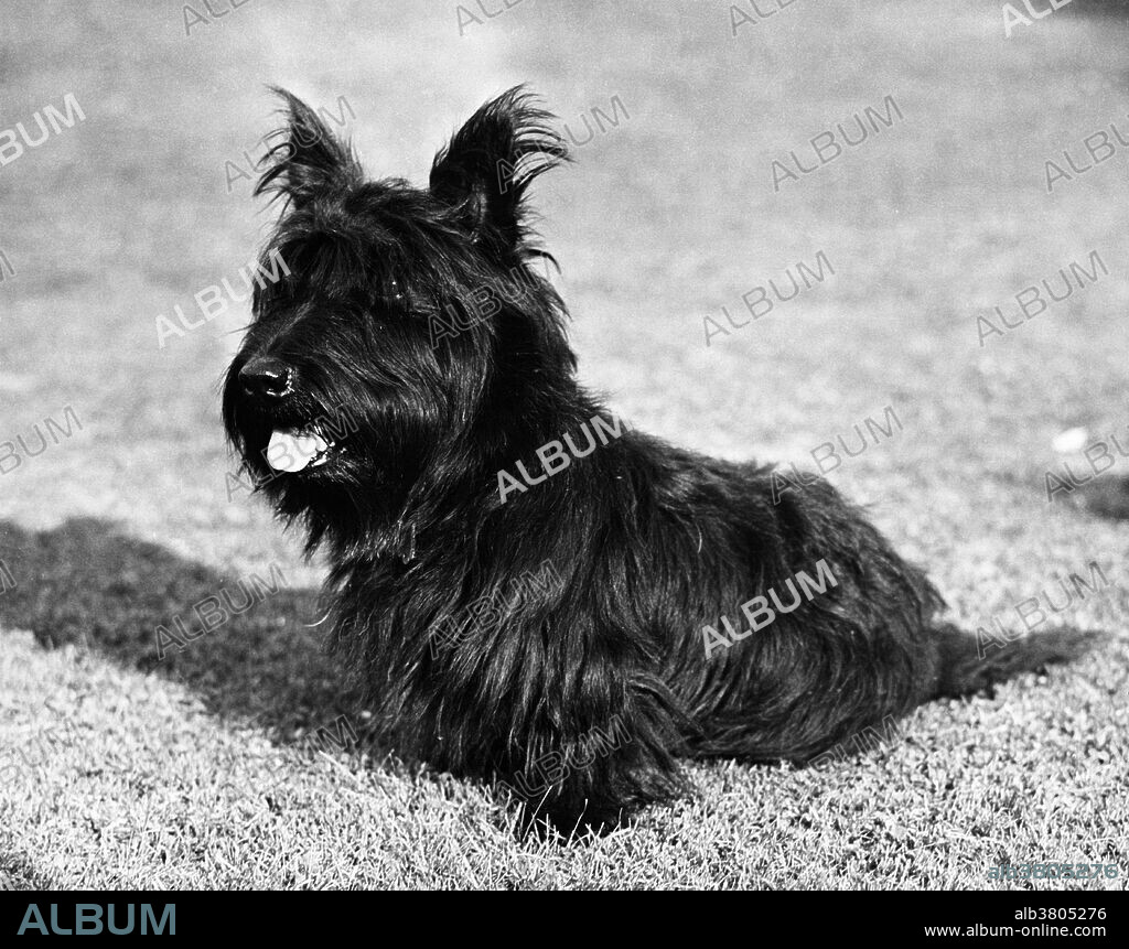 Fala (1940-1952) was a famous Scottish Terrier, the beloved dog of U.S. President Franklin D. Roosevelt. One of the most famous presidential pets, Fala captured the attention of the public in the United States and followed Roosevelt everywhere, becoming part of Roosevelt's public image. Given to the Roosevelts by a cousin, Fala knew how to perform tricks; his White House antics were widely covered in the media and often referenced both by Roosevelt and his wife, Eleanor Roosevelt. Fala survived Roosevelt by seven years and was buried alongside him. A statue of him alongside Roosevelt is prominently featured in Washington, D.C.'s Franklin Delano Roosevelt Memorial, the only presidential pet so honored.