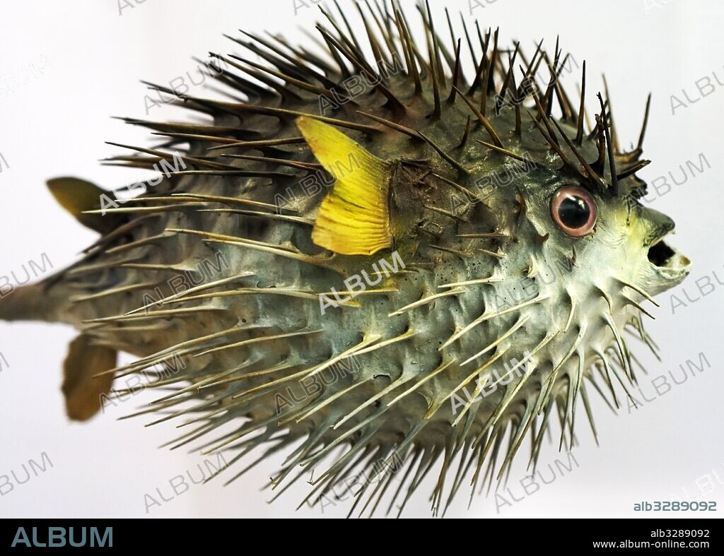 Long-spine porcupinefish (Diodon holocanthus) a species of marine fish in the family of Diodontidae. Dated 21st Century.