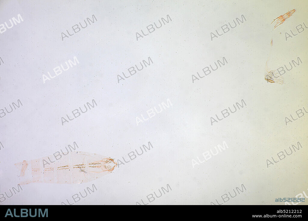 Pinned, Hardware Gap, Dicks Pond, St. Andrews Parish, Jamaica, Batrachedra daduchus Hodges, 1967, Animalia, Arthropoda, Insecta, Lepidoptera, Glossata, Batrachedridae, Batrachedrinae.