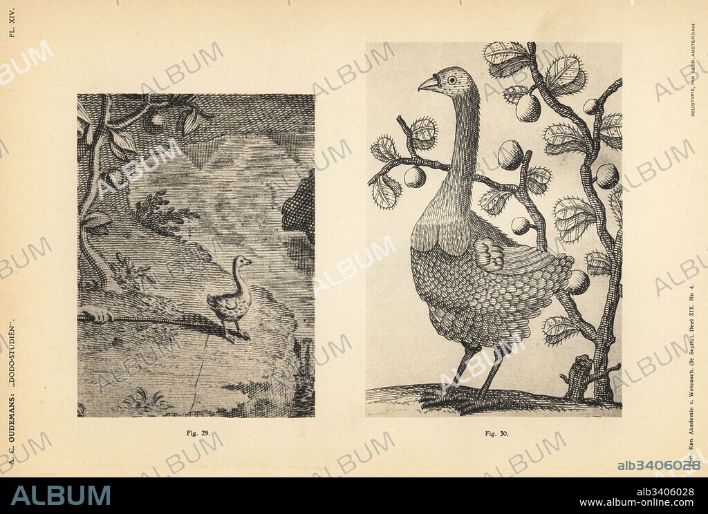 Images of a male Rodrigues solitaire, Pezophaps solitaria, from Francois Lequat's Voyages, 1708. Heliotype by Van Leer from Dr. Anthonie Cornelis Oudemans' Dodo Studies, Amsterdam, Johannes Muller, 1917.