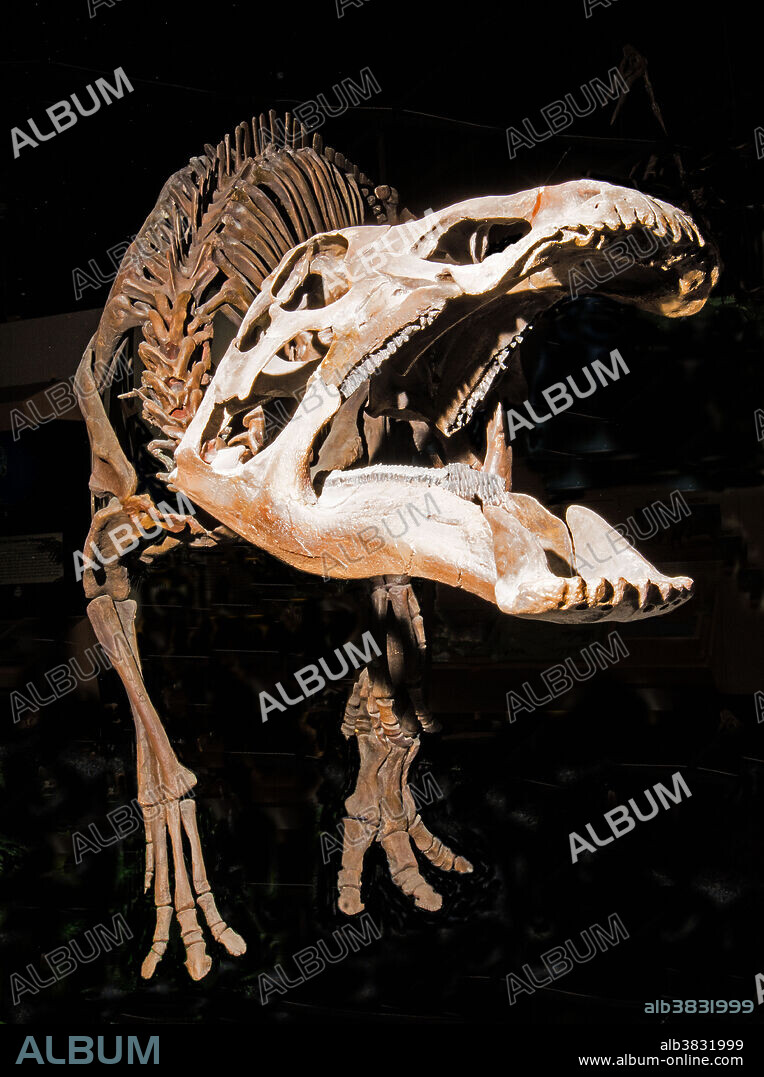 Edmontosaurus Annectens. Rocky Mountain Dinosaur Resource Center. Woodland Park, Colorado.