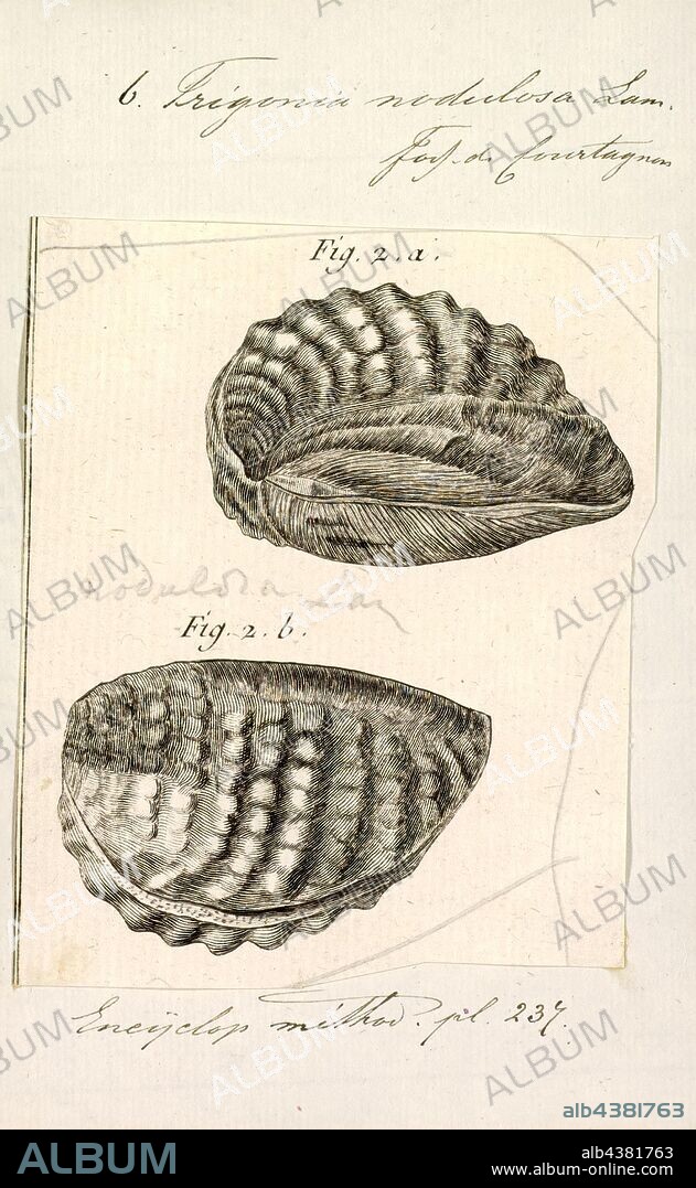 Trigonia nodulosa, Print, Diagram of Trigonia costata James Parkinson, showing main morphological features of the shell exterior;a) Anterior; p) Posterior; d) Dorsal; v) Ventral; F) Flank; A) Area; c) Costae; mc) Marginal CarinaTrigonia costata ranges from the Lower Jurassic (Toarcian) to Middle Jurassic (Callovian).. Trigonia is an extinct genus of saltwater clams, fossil marine bivalve mollusk in the family Trigoniidae. The fossil range of the genus spans the Paleozoic, Mesozoic and Paleocene of the Cenozoic, from 298 to 56 Ma.