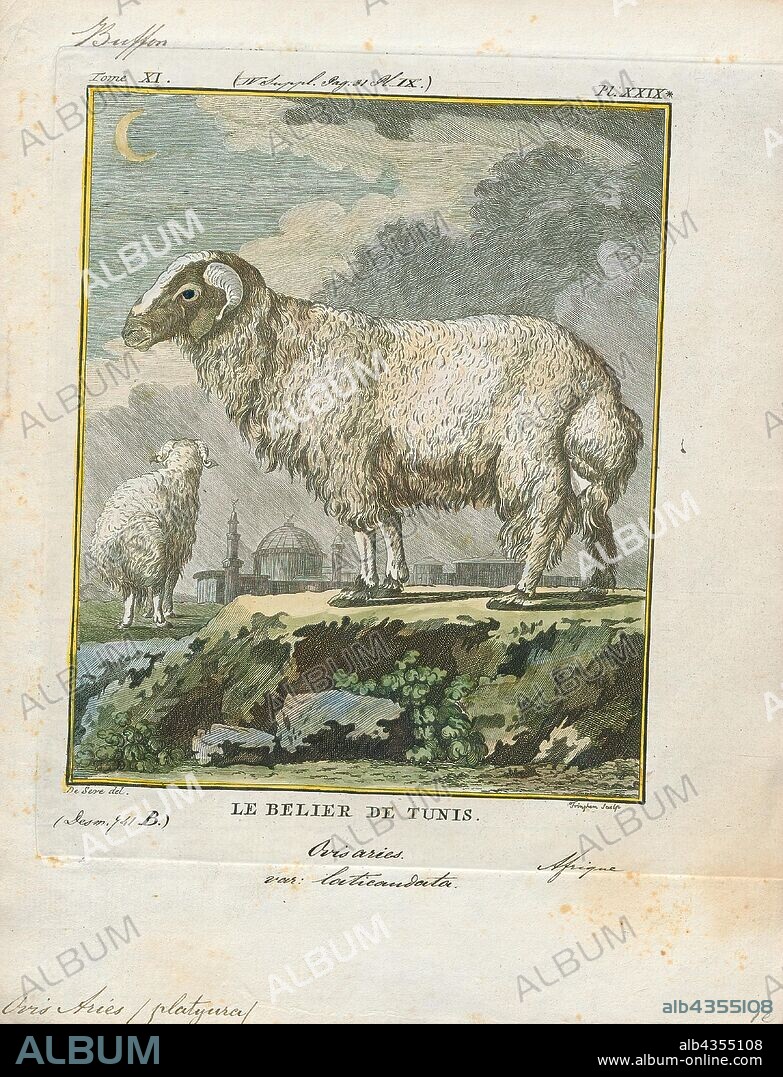 Ovis aries platyura, Print, Ovis is a genus of mammals, part of the Caprinae subfamily of the ruminant family Bovidae. Its five or more highly sociable species are known as sheep. The domestic sheep is one member of the genus, and is thought to be descended from the wild mouflon of central and southwest Asia., 1700-1880.