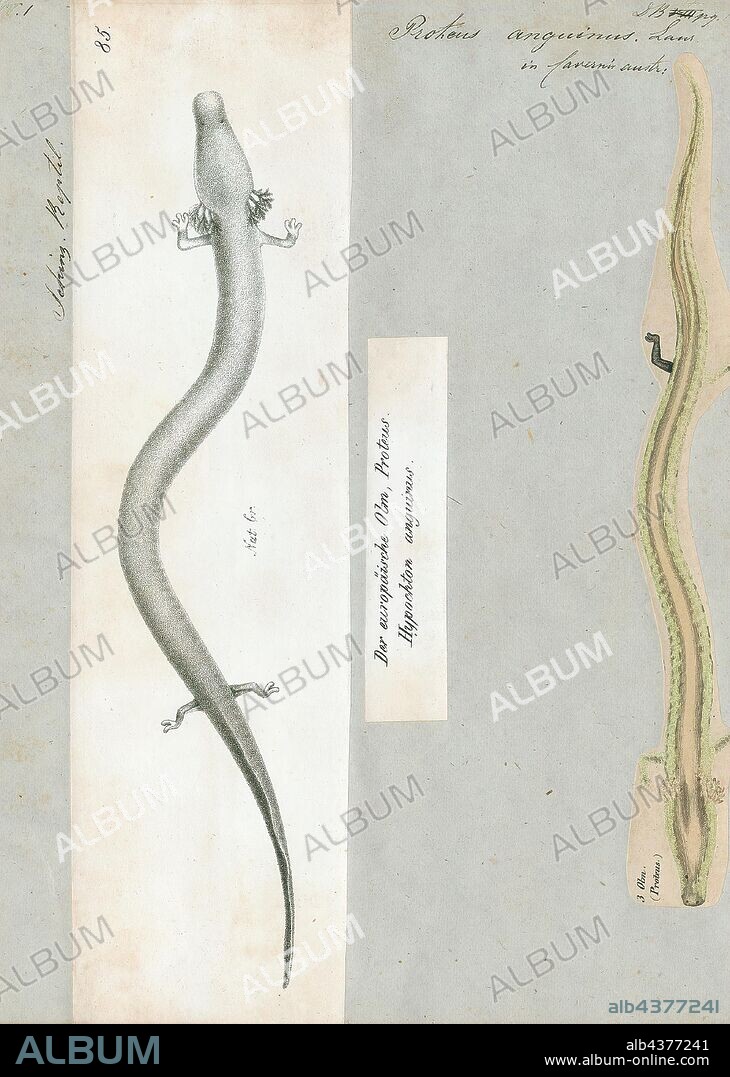 Proteus anguinus, Print, The olm or proteus (Proteus anguinus) is an aquatic salamander in the family Proteidae, the only exclusively cave-dwelling chordate species found in Europe. In contrast to most amphibians, it is entirely aquatic; it eats, sleeps, and breeds underwater. Living in caves found in the Dinaric Alps, it is endemic to the waters that flow underground through the extensive limestone bedrock of the karst of Central and Southeastern Europe, specifically southern Slovenia, the basin of the Soca River (Italian: Isonzo) near Trieste, Italy, southwestern Croatia, and Bosnia and Herzegovina. Introduced populations are found near Vicenza, Italy, and Kranj, Slovenia., 1700-1880.