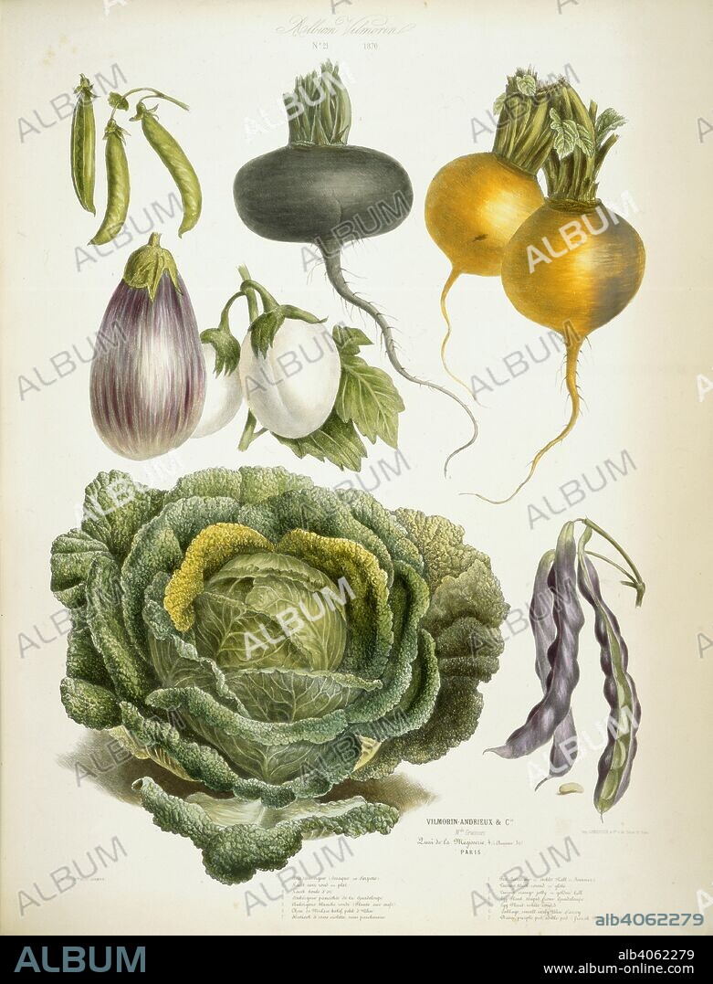 Various vegetables. Album Vilmorin. (68 Coloured plates of vegetables. Paris, 1850. Cabbage; Haricot bean; Onions; and Aubergine.  Image taken from Album Vilmorin. (68 Coloured plates of vegetables and flowers, printed by E. Champin and Mlle. Coutance.).  Originally published/produced in Paris, 1850. . Source: N.Tab.2004/11, plate 21. Language: French.