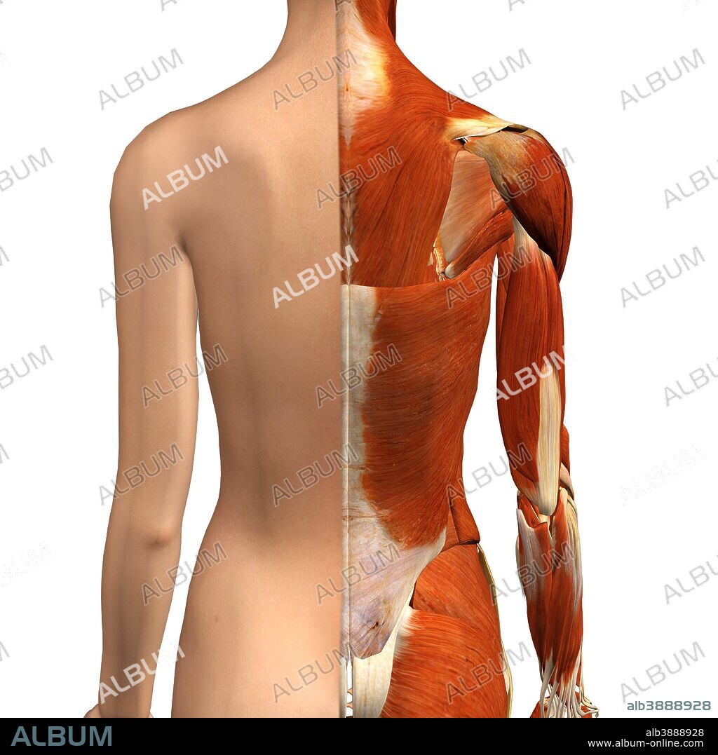 Female muscles, split skin layer, back view on white bckground