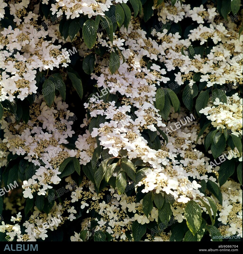 Viburnum Plicatum Lanarth. ©TopFoto.