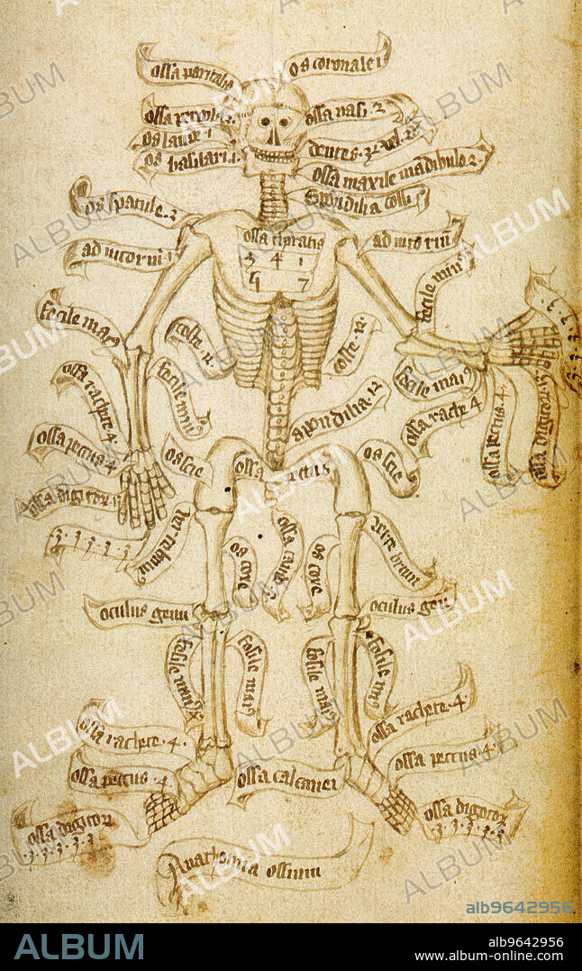ANONYMOUS. The skeleton and the names of the bones.