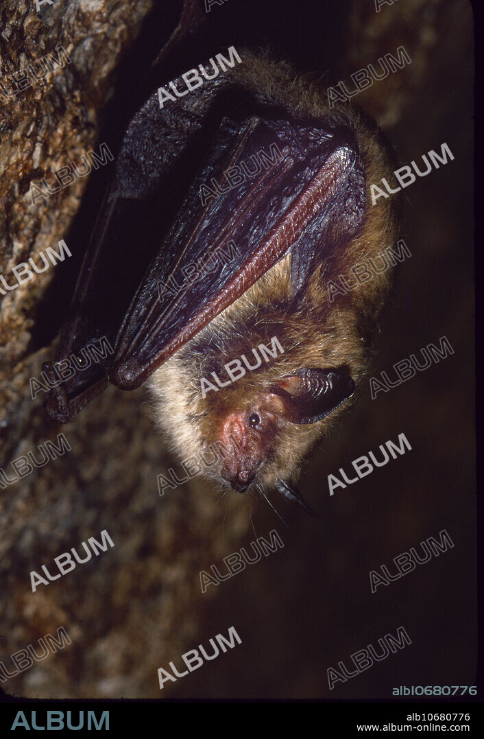 Not to be used in a negative context . A little brown myotis (Myotis lucifugus) roosting in a Wisconsin mine.