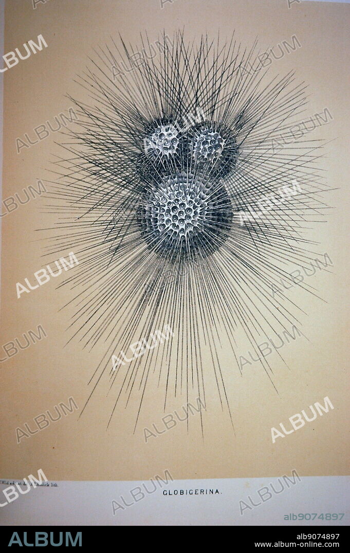 The Foraminifera. Globigerina. Orbulina bulloides, d'Orbigny. Foraminifera are members of a phylum or class of amoeboid protists characterized by streaming granular ectoplasm that among other things is used for catching food. The Challenger Reports. Vol. IX.