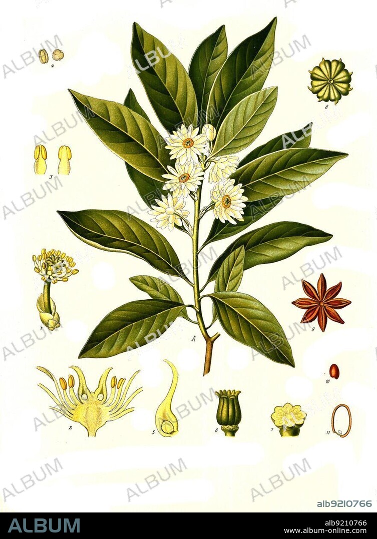 Medicinal plant, illicium anisatum (Illicium religiosum) or the shikimi fruit, Illicium anisatum and Illicium japonicum), Historical, digitally restored reproduction from a 19th century original.