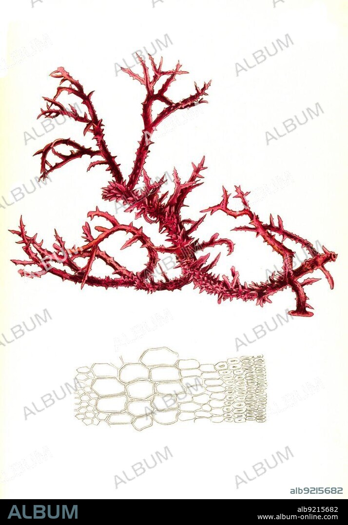 Useful plant, Eucheuma spinosum, algae species used for carrageenan production, Historical, digitally restored reproduction from an 18th century original