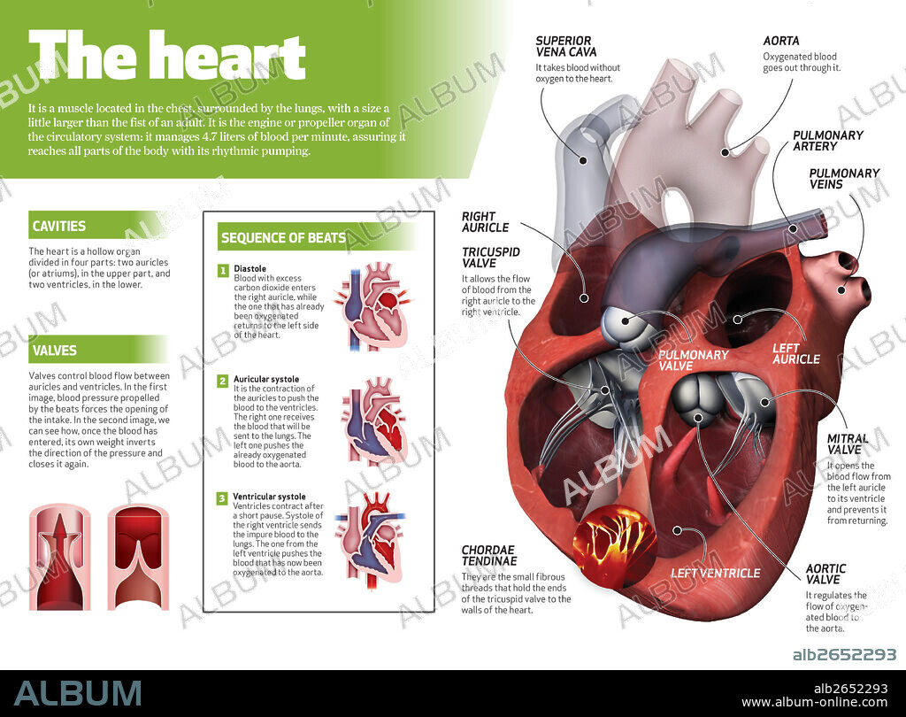 El corazón. Infografía del corazón, órgano motor del sistema circulatorio.