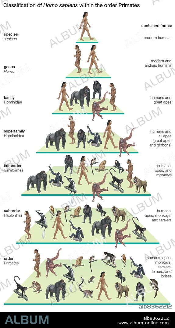 Classification tree of the species Homo sapiens (modern humans) within the order Primates.