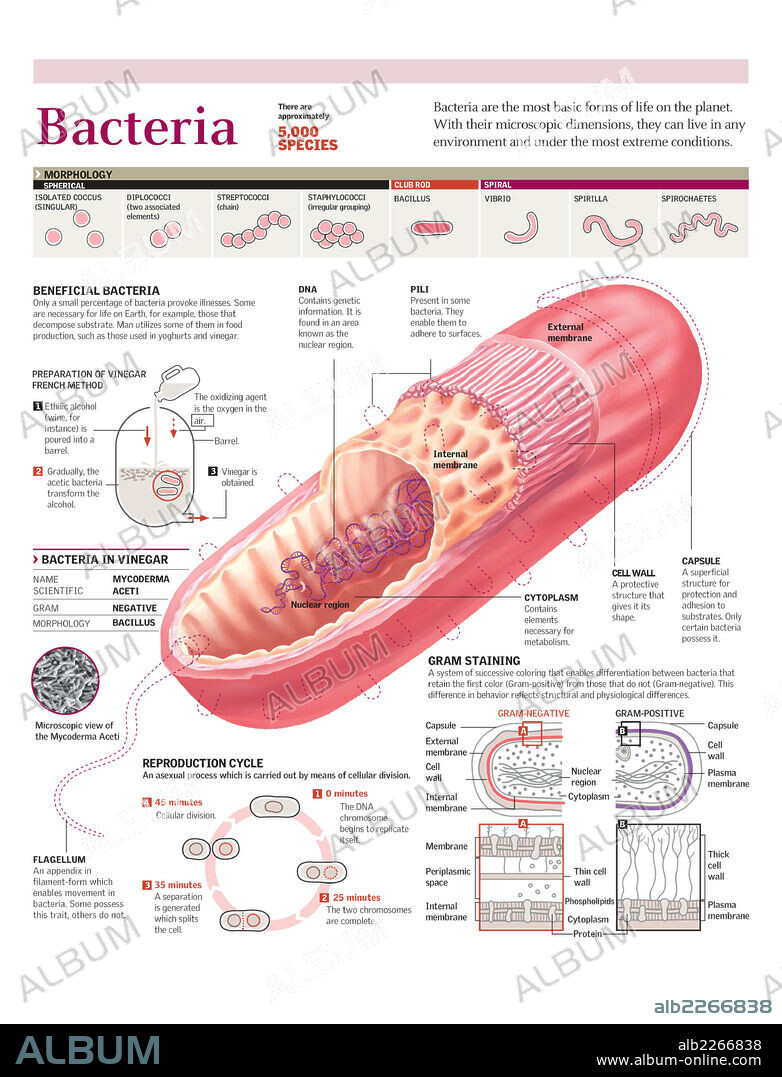 Bacteria. Infografía de las partes de la bacteria del vinagre y su ciclo de reproducción,  la clasificación de las bacterias según su morfología y el método de tinción de Gram para diferenciarlas.