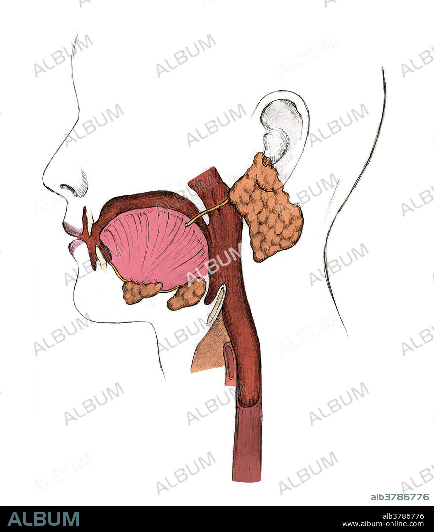 Diagram of the inside of the mouth and throat, showing the tongue, palate, tonsils, epiglottis, trachea and esophagus.