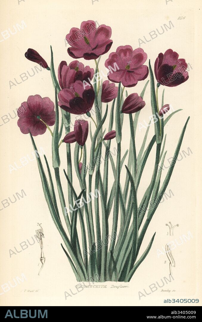 Douglas' grasswidow, Olsynium douglasii (Douglas' sisyrinchium, Sisyrinchium douglasii). Handcoloured copperplate engraving by G. Barclay after J.T. Hart from John Lindley and Robert Sweet's Ornamental Flower Garden and Shrubbery, G. Willis, London, 1854.