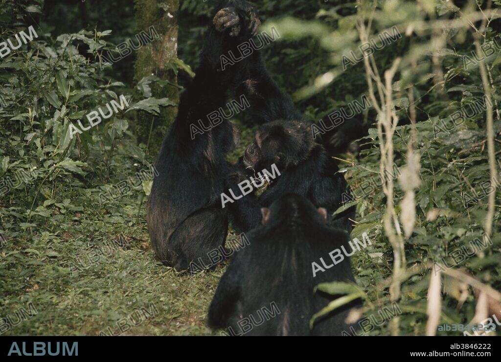 Chimpanzees (Pan troglodytes) facing each other while grooming. Note wire snare on left hand of alpha male, meaning he was caught by a poacher at some point. Kanyawara community, Kibale National Park, Uganda.