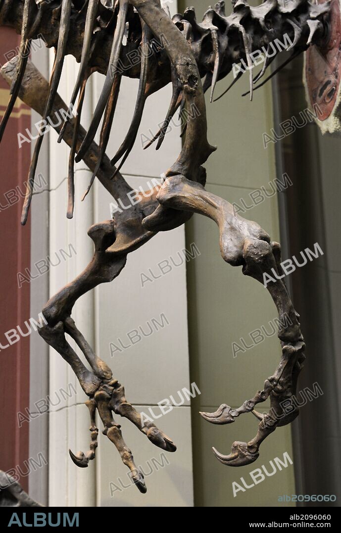 Allosaurus, dinosaurios terópodos alosáuridos. Vivió a finales del período Jurásico y a comienzos del Cretácico, hace aproximadamente 156 y 144 millones de años, en el Kimeridgiano, el Titoniano, en lo que hoy es Norteamérica y Europa. Reproducción de un ejemplar, en la sala de los dinosaurios. Detalle extremediades superiores. Museum fur Naturkunde. Berlin. Alemania. Europa.