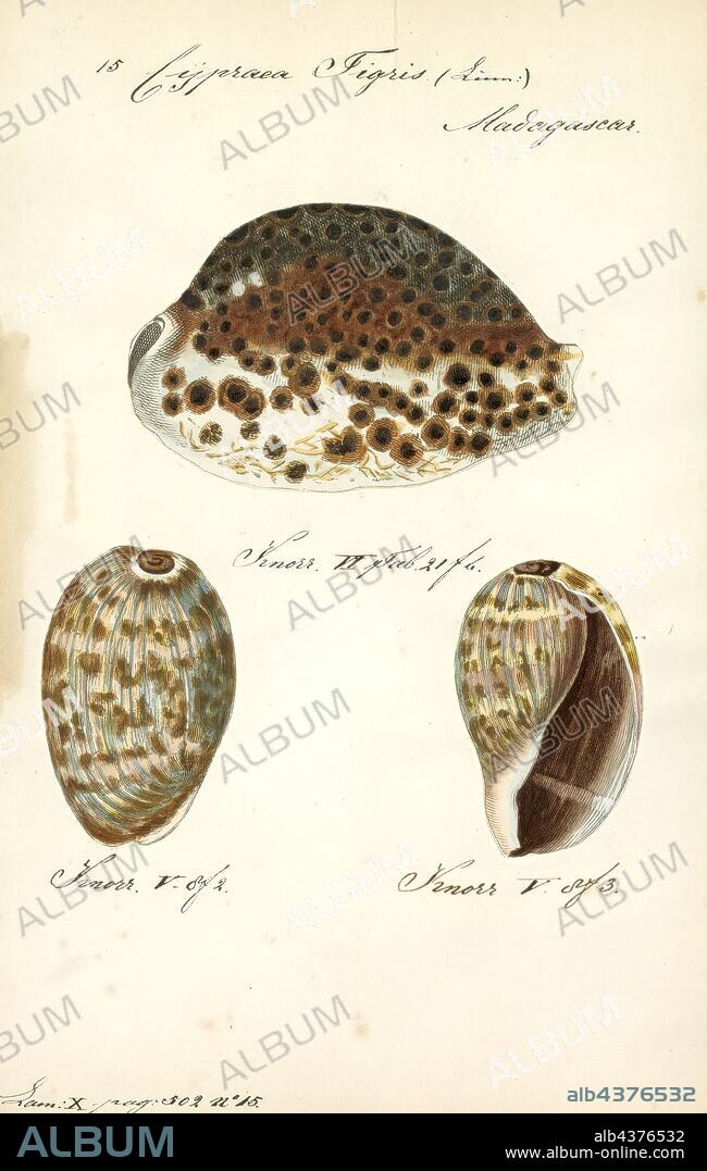 Cypraea tigris, Print, Cypraea tigris, commonly known as the tiger cowrie, is a species of cowry, a large sea snail, a marine gastropod mollusk in the family Cypraeidae, the cowries.