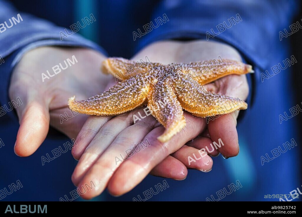 Common starfish (Asterias rubens); freshly caught on a hand; natural history; educational work in the Wadden Sea National Park; Sylt; Germany; Europe.