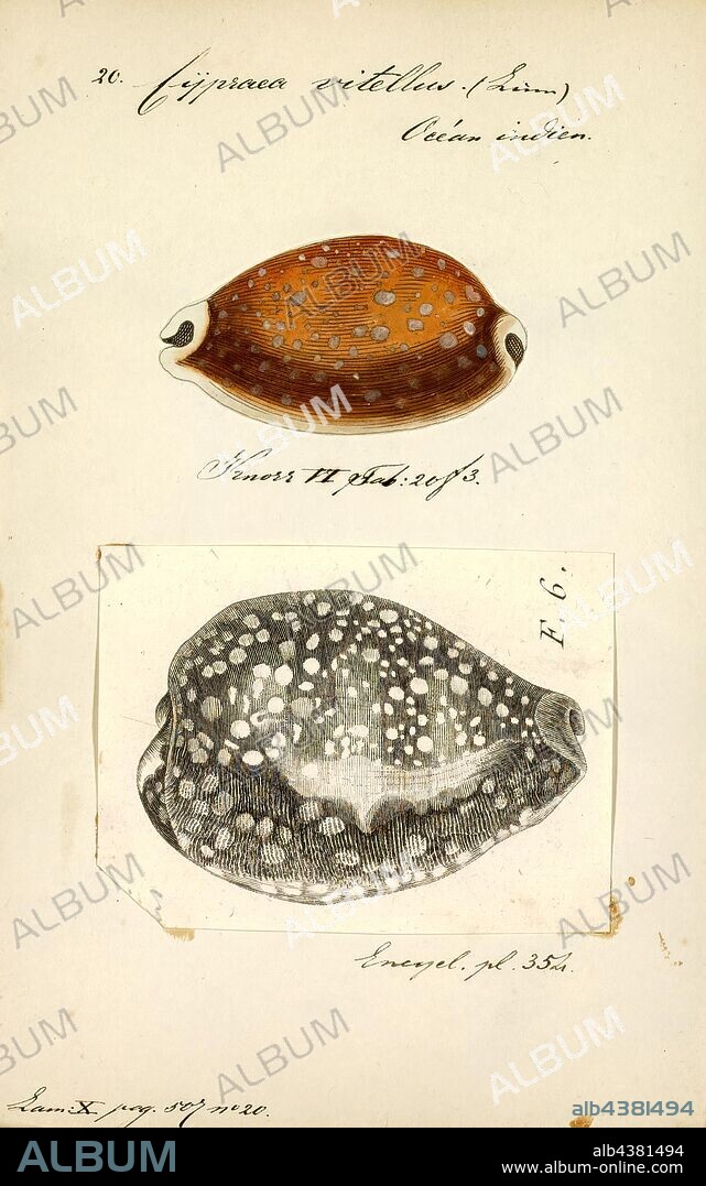 Cypraea vitellus, Print, Lyncina vitellus, common name : the calf cowry or the Pacific deer cowry, is a species of sea snail, a cowry, a marine gastropod mollusk in the family Cypraeidae, the cowries.