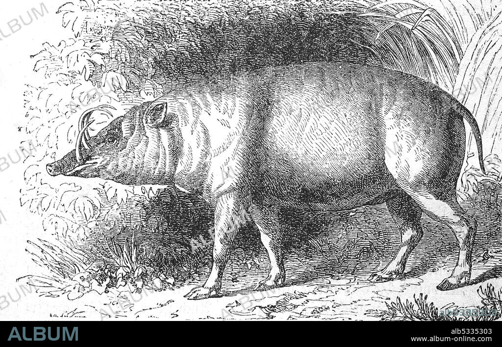 North Sulawesi babirusa, Babyrousa celebensis, illustration from 1892  /  Sulawesi-Hirscheber, Babyrousa celebensis, Illustration aus 1892, Historisch, historical, digital improved reproduction of an original from the 19th century / digitale Reproduktion einer Originalvorlage aus dem 19. Jahrhundert,.