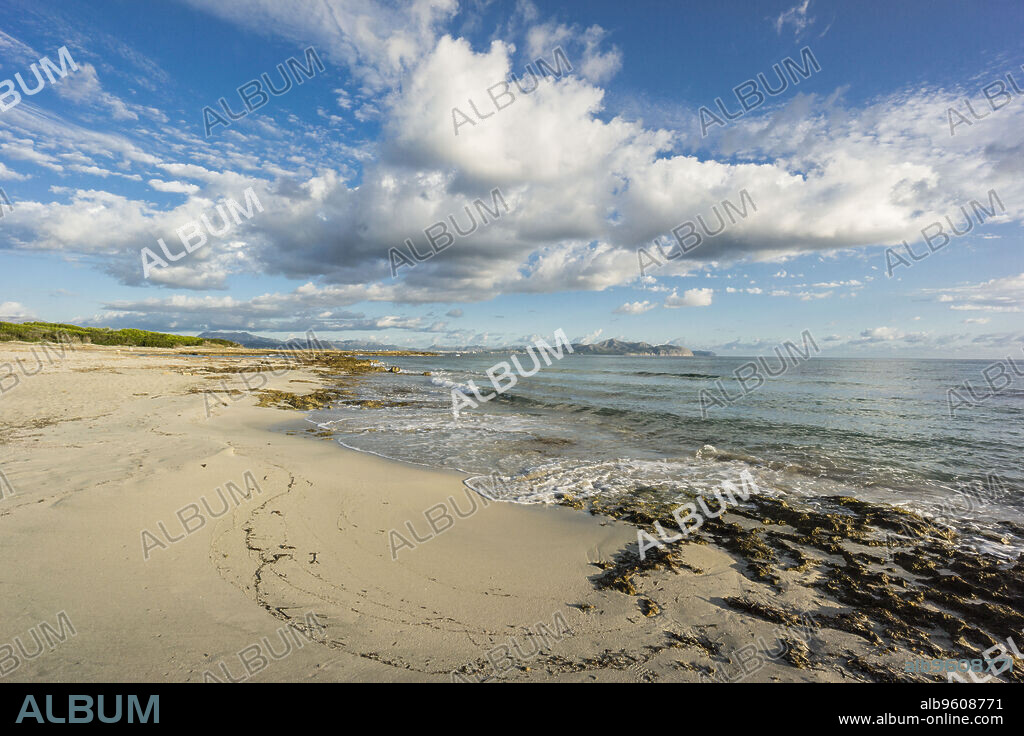 playa de Es Dolç, Son Real, bahia de Alcudia, Santa Margarida, Mallorca, balearic islands, spain, europe.