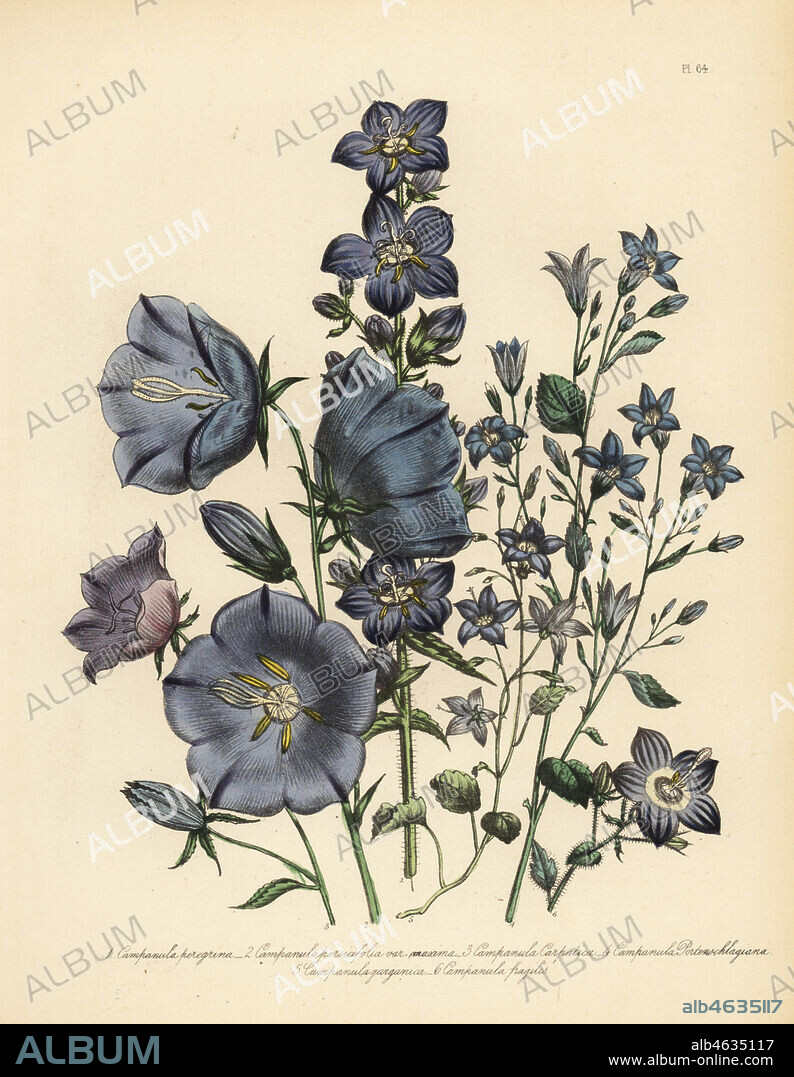Wandering bellflower, Campanula peregrina, large-flowered peach-leaved campanula, C. persicifolia, Carpathian bellflower, C. carpatica, Dalmatian or wall campanula, C. portenschlagiana, Garganian bellflower, C. garganica, and brittle campanula, C. fragilis. Handfinished chromolithograph by Henry Noel Humphreys after an illustration by Jane Loudon from Mrs. Jane Loudon's Ladies Flower Garden of Ornamental Perennials, William S. Orr, London, 1849.