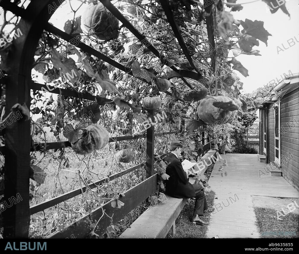 WILLIAM H. JACKSON. Vines in the rear of officers' club, National Cash Register [Company], Dayton, Ohio, (1902?).