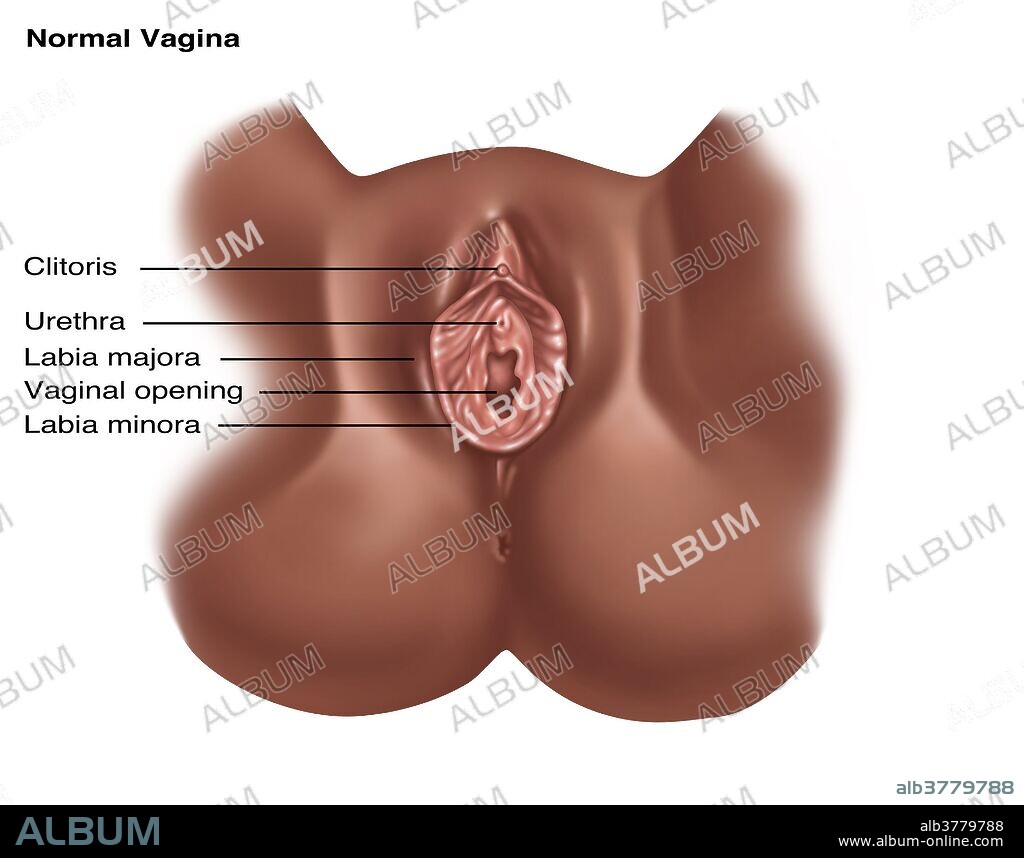 Vulva, Illustration