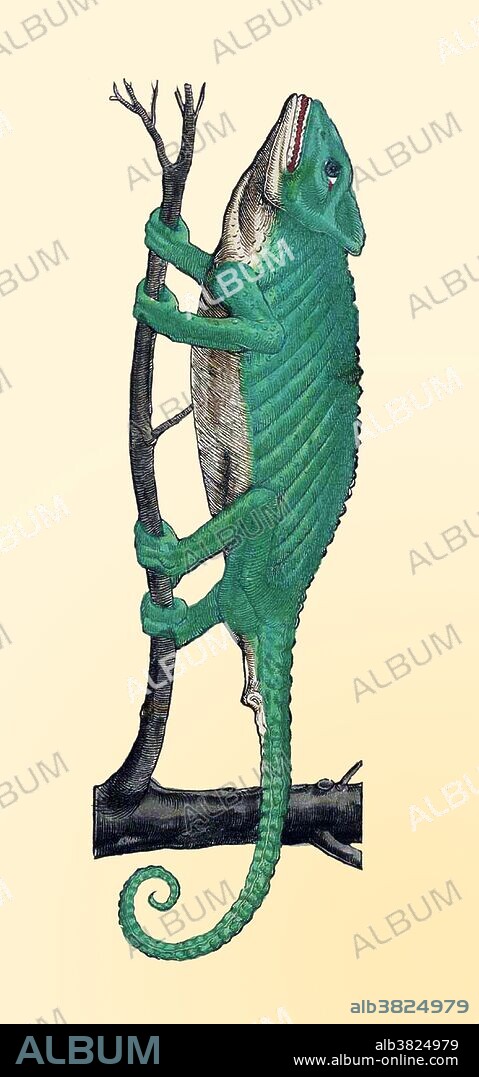 Gesner rejects the old notion that the chameleon lives on a diet of air alone. He quotes the personal observations of a friend who kept a chameleon in captivity and observed it eating insects with its long, sticky tongue. Historiae Animalium (Studies on Animals) is considered to be the first modern zoological work. This first attempt to describe many of the animals accurately is illustrated with hand-colored woodcuts drawn from personal observations by Gesner and his colleagues. Conrad Gesner (March 26, 1516 - December 13, 1565) was a Swiss naturalist and bibliographer. To his contemporaries he was best known as a botanist, but in 1551 he was the first to describe brown adipose tissue; and in 1565 the first to document the pencil. He died of the plague, at the age of 49, the year after his ennoblement.