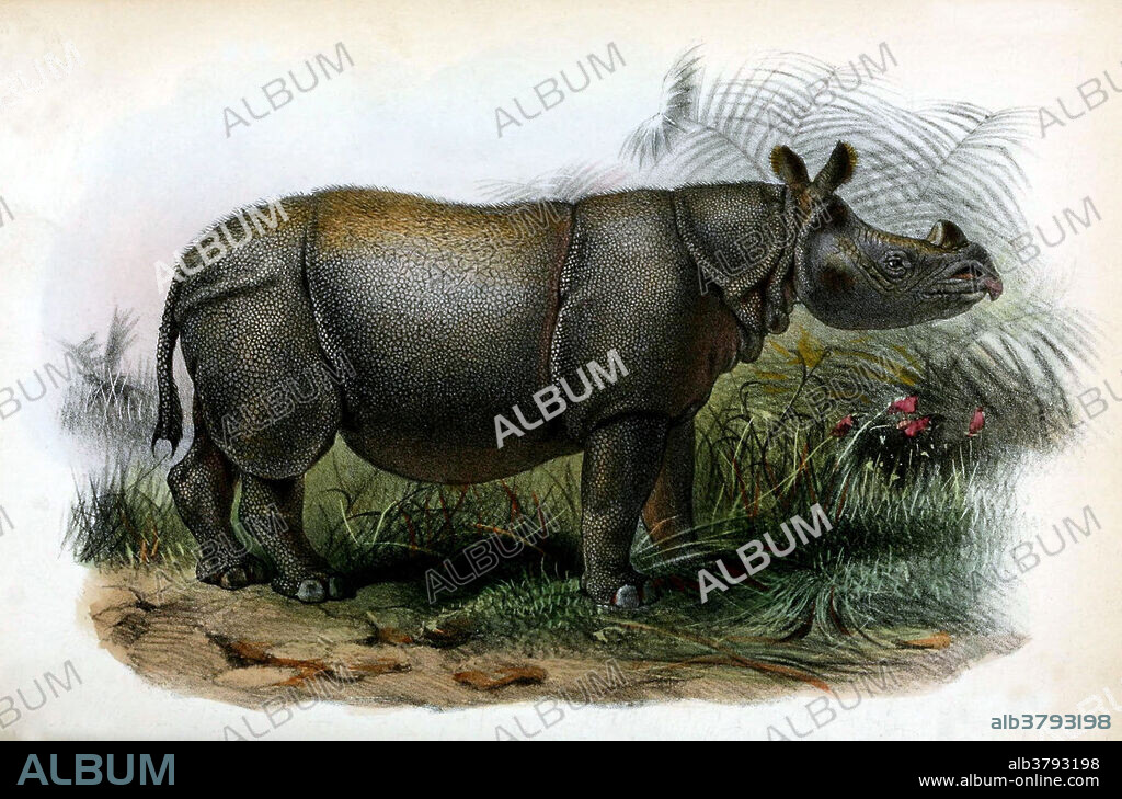 The Sunda rhinoceros, lesser one-horned rhinoceros, or more popularly Javan rhinoceros, Rhinoceros sondaicus, is a very rare member of the family Rhinocerotidae and one of five extant rhinoceroses. Once the most widespread of Asian rhinoceroses, this rhinoceros ranged from the islands of Java and Sumatra, throughout Southeast Asia, and into India and China. The species is critically endangered, with only one known population in the wild, and no individuals in captivity. The decline of this species is attributed to poaching, primarily for their horns, which are highly valued in traditional Chinese medicine. It can live around 30-45 years in the wild. It historically inhabited lowland rain forest, wet grasslands, and large floodplains. It is mostly solitary, except for courtship and offspring-rearing, though groups may occasionally congregate near wallows and salt licks. Aside from humans, adults have no predators in their range. The Javan Rhino.