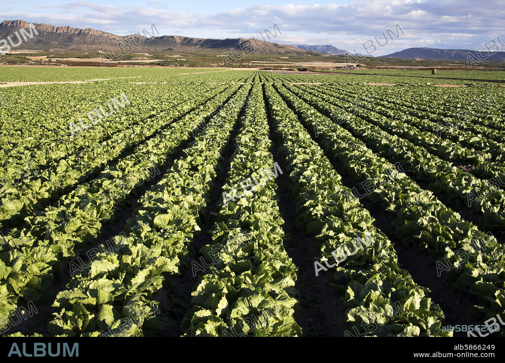huerta murciana / cultivo de lechugas; cerca de Cieza / Valle del río Segura.