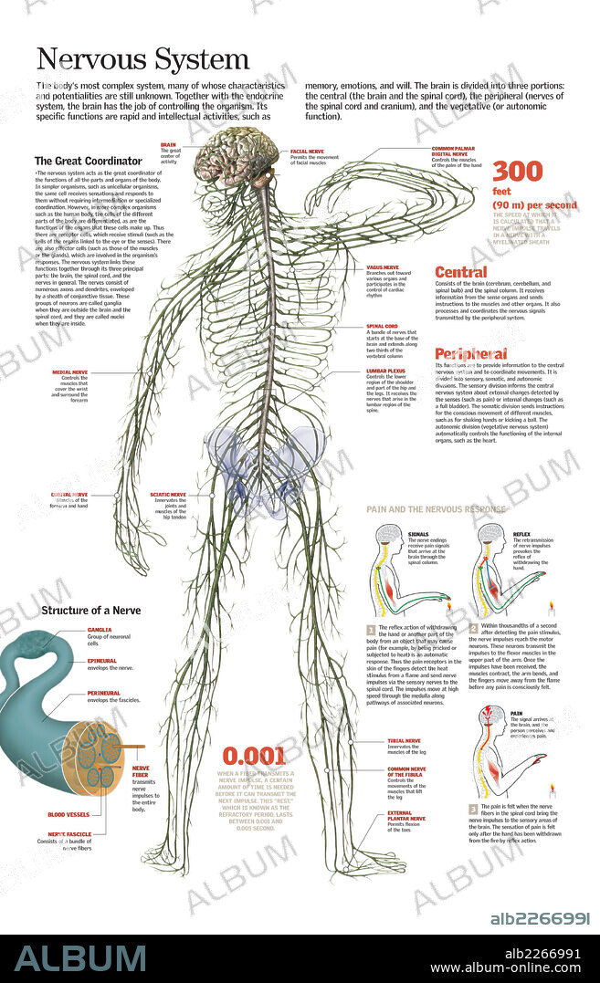 SISTEMA NERVIOSO. Infografía del sistema nervioso humano, la estructura de los nervios, su funcionamiento y los actos reflejos.